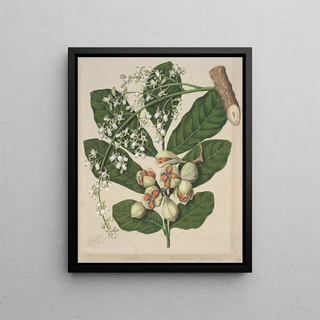 Sarah Featon - KoheKohe Dysoxylum spectabile Plate 18.webp