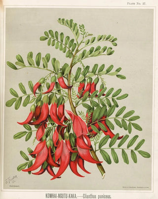 Sarah Featon - KowhaiNgutuKaka Clianthus puniceus Plate 27.webp