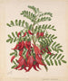 Clianthus puniceus - Sarah Featon — artwork view