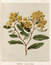Kumarahou Pomaderris elliptica - Sarah Featon — artwork view