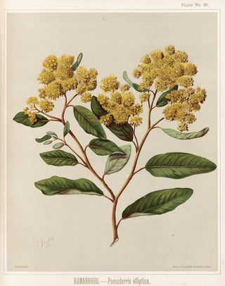 Sarah Featon - Kumarahou Pomaderris elliptica Plate 20.webp