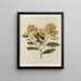Kumarahou Pomaderris elliptica - Sarah Featon — framed artwork on a wall