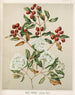 Maire Tawhake Eugenia maire - Sarah Featon — artwork view