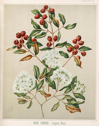 Sarah Featon - Maire Tawhake Eugenia maire Plate 39.webp