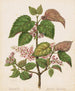 Makomako Aristotelia racemosa - Sarah Featon — artwork view
