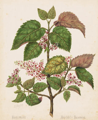 Sarah Featon - Makomako Aristotelia racemosa.webp