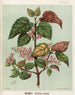 Reproduction of the painting Makomako Aristotelia racemosa - Sarah Featon