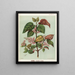 Reproduction of the painting Makomako Aristotelia racemosa - Sarah Featon