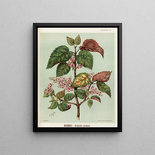 Sarah Featon - Makomako Aristotelia racemosa Plate 14.webp
