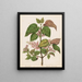 Reproduction of the painting Makomako Aristotelia racemosa - Sarah Featon