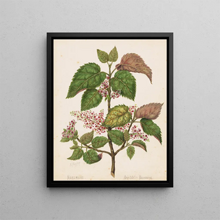 Sarah Featon - Makomako Aristotelia racemosa Plate 14.webp