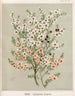 Reproduction of the painting Manuka Leptospermum scoparium - Sarah Featon