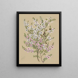 Sarah Featon - Manuka Leptospermum scoparium Plate 34.webp