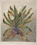 Marguerite des montagnes - Sarah Featon — artwork view