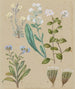 Myosotis espèce 5 Myosotis - Sarah Featon — artwork view