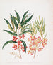 Nestes lanceolata N. montana - Sarah Featon — artwork view