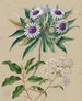 Gommage for sheep birds Olearia angustifolia Teteaweka Olearia fruticosa Akipirau - Sarah Featon — artwork view