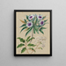 Gommage for sheep birds Olearia angustifolia Teteaweka Olearia fruticosa Akipirau - Sarah Featon — framed artwork on a wall