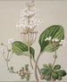Ourisia - Sarah Featon — artwork view