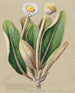 A remarkable pachystegia - Sarah Featon — artwork view