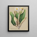 A remarkable pachystegia - Sarah Featon — framed artwork on a wall
