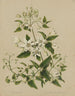 Pikiarero Clematis hexasepala - Sarah Featon — artwork view