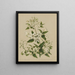 Pikiarero Clematis hexasepala - Sarah Featon — framed artwork on a wall