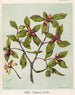 Piripiri Pittosporum cornifolium, Plate 10 - Sarah Featon — artwork view