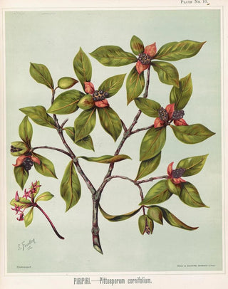 Sarah Featon - Piripiri Pittosporum cornifolium Plate 10.webp