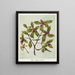 Piripiri Pittosporum cornifolium, Plate 10 - Sarah Featon — framed artwork on a wall