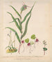 Orchid bonnet de lutin Acianthus sinclairii Spider orchid Corybas macranthus Caladenia minor Tutukiwi Greenhood orchid Pterostylis banksii - Sarah Featon — artwork view