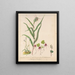 Orchid bonnet de lutin Acianthus sinclairii Spider orchid Corybas macranthus Caladenia minor Tutukiwi Greenhood orchid Pterostylis banksii - Sarah Featon — framed artwork on a wall