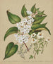 Plagianthus divaricatus Plagianthus lyallii Hibiscus trionum - Sarah Featon — artwork view