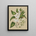 Plagianthus divaricatus Plagianthus lyallii Hibiscus trionum - Sarah Featon — framed artwork on a wall