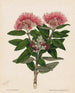 Pohutukawa Metrosideros tomentosa - Sarah Featon — artwork view
