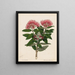 Pohutukawa Metrosideros tomentosa - Sarah Featon — framed artwork on a wall