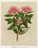 Pohutukawa Metrosideros tomentosa, Plate 37 - Sarah Featon — artwork view