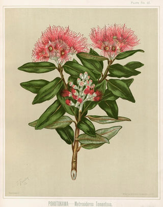 Sarah Featon - Pohutukawa Metrosideros tomentosa Plate 37.webp