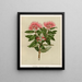 Pohutukawa Metrosideros tomentosa, Plate 37 - Sarah Featon — framed artwork on a wall