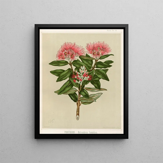 Sarah Featon - Pohutukawa Metrosideros tomentosa Plate 37.webp