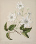 Puawananga Clematis indivisa - Sarah Featon — artwork view