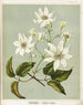 Puawananga Clematis indivisa, Plate 1 - Sarah Featon — artwork view