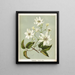 Puawananga Clematis indivisa, Plate 1 - Sarah Featon — framed artwork on a wall