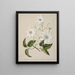 Puawananga Clematis indivisa - Sarah Featon — framed artwork on a wall