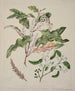 Quintinia serrata Carpodetus serratus - Sarah Featon — artwork view