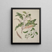 Quintinia serrata Carpodetus serratus - Sarah Featon — framed artwork on a wall