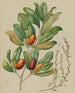 Samolus repens Pouteria costata - Sarah Featon — artwork view