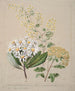 Senecio 3 species - Sarah Featon — artwork view