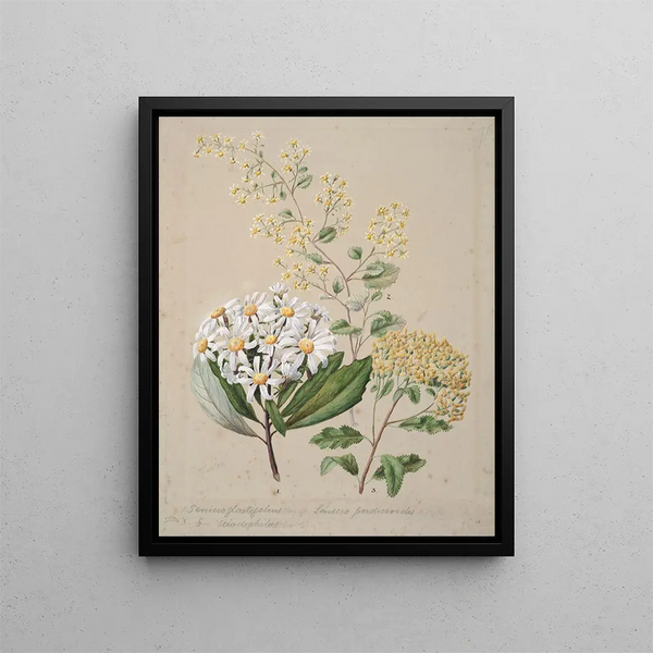 Senecio 3 species - Sarah Featon — framed artwork on a wall