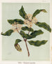 Tarata Pittosporum eugenioides, Plate 9 - Sarah Featon — artwork view